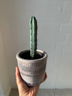 Grøn kaktus, Kaktus, Grøn kaktus i sort plastic urtepotte (den grå urtepotteskjuler følger ikke med)