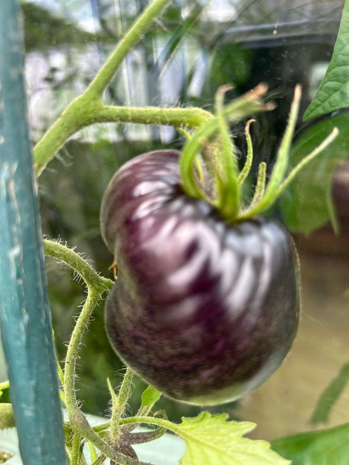 Sunde Tomat planter - 45 sorter, Agurk Chili Ribs Blomster