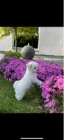 Mini malteser/bichon frisee, hund, 2 år