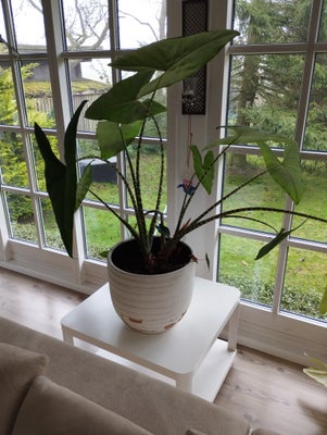 Elefantøre, Alocasia Zebrina., Flot plante, placeres lyst og vandes regelmæssigt.
Sælges ekskl. pott