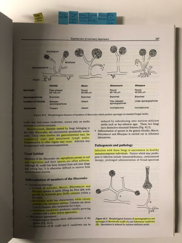 Veterinary microbiology and microbial disease, Quinn,