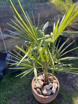 Palme, Hørpalme, Fin hørpalme sælges uden krukken, ca 150cm høj
Kan plantes i haven og tåler -10 gra