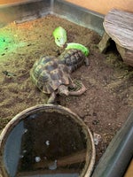 Skildpadde, Pris er for 2 stk Maurisk landskildpadde