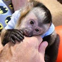 Intelligente baby capuchin aber til rådighed