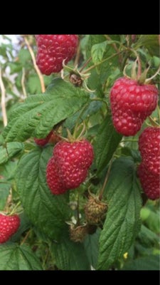 Hindbær planter, Autumn Bliss, Hindbær planter den sene sort uden orm, 2 års planter. Sælges billigt