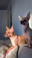 Chihuahua, hund, 8 mdr.