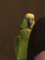 Papegøje, Blåpandet amazone papegøje, 7 år