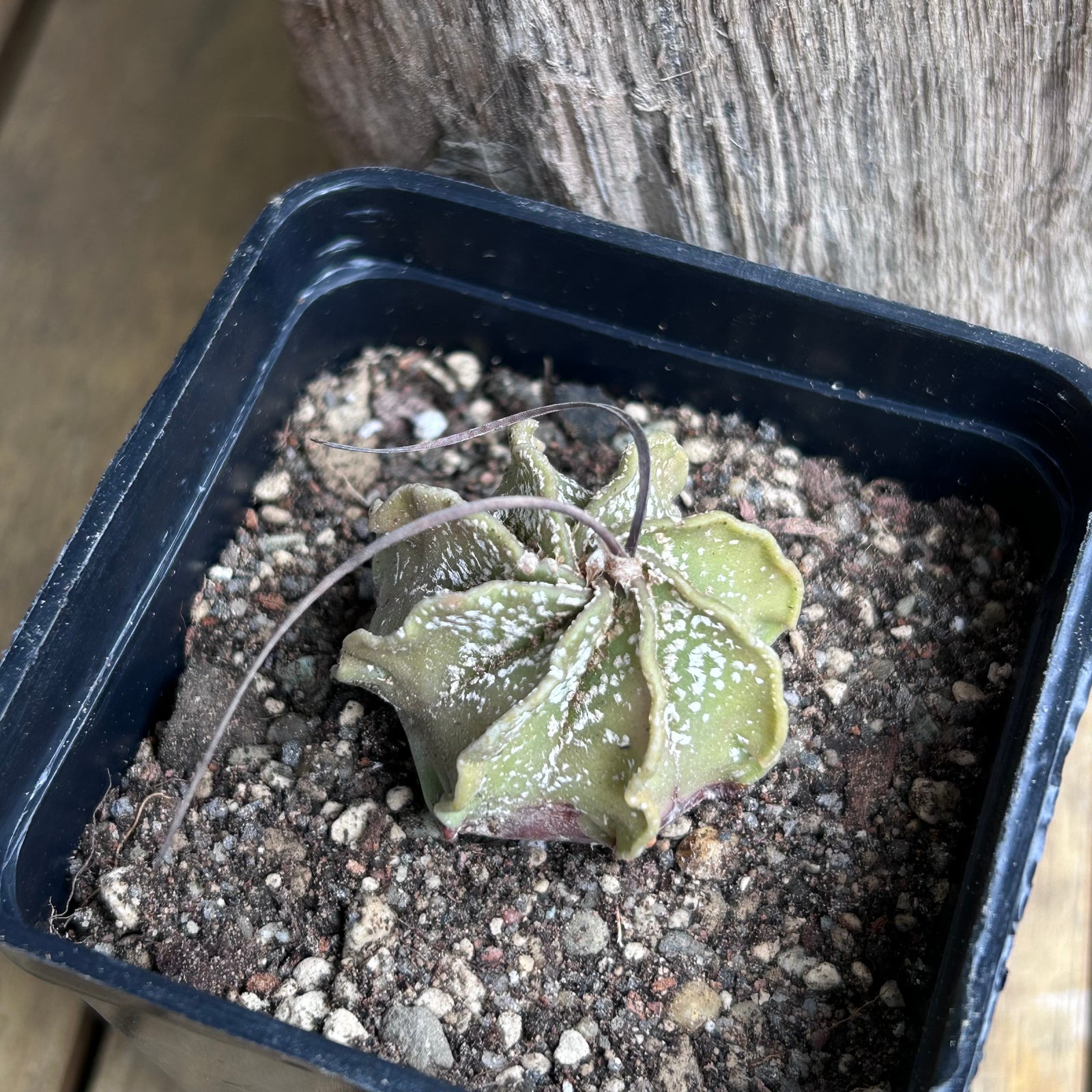 Kaktus, Astrophytum capricorne
