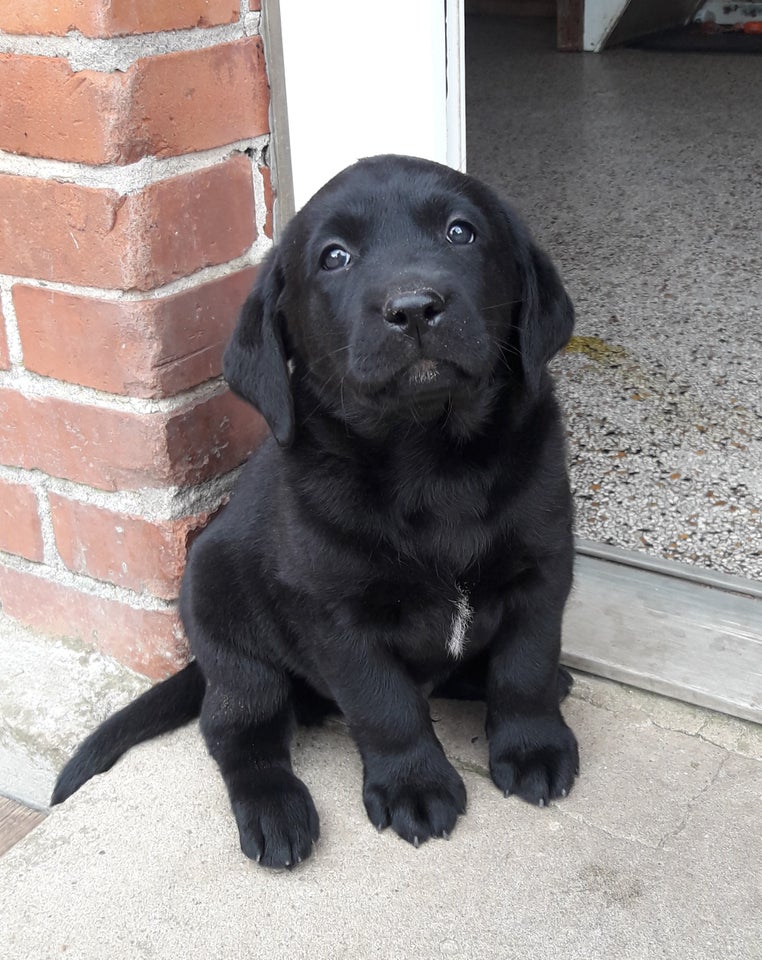  Labrador Retriever 