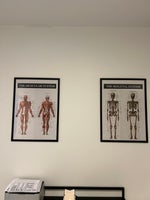 Anatomi plakat