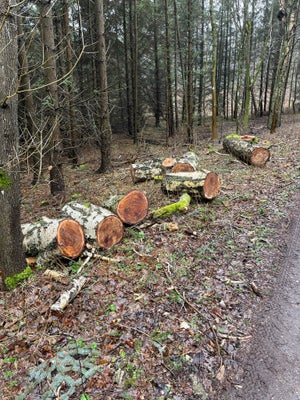 Birk, 15 rm, Briketræer som er fældet  september 2023. Ca. 15 skovrummeter. Ligger 1 m fra vej og de