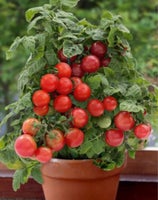 Tomat - Bajaja - 10 frø