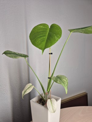 Stueplante, Monstera Mint, Super flot Monstera Mint sælges. Ideel til plante samleren. Selvvanddings