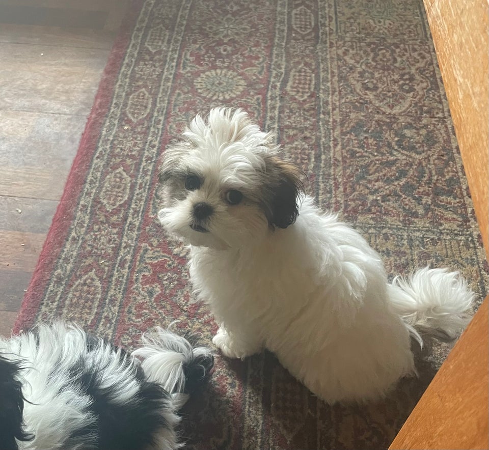 Shih tzu / coton de tulear, hvalpe, 4 mdr.