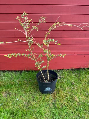 Stedsegrøn busk, Lonicera pileata - Ligustergedeblad, Ligustergedeblad, stedsegrøn. Busken er 60 cm 