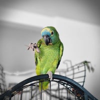 Papegøje, Blåpandet, 3 år