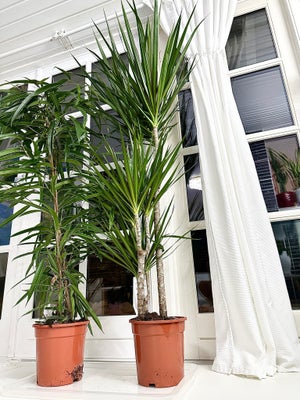 Stor stueplante, Super flot stueplante 
Figen ficus Alii og DRACÆNA
Prisen pr. stk:  280kr
Prisen ti