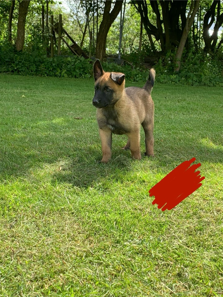 Malinois belgisk hyrdehund , hvalpe, 8 uger