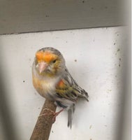 Kanariefugl, Kanarie, 1 år