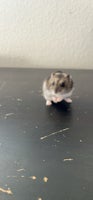 Hamster, vinterhvid dværghamster, 1 år