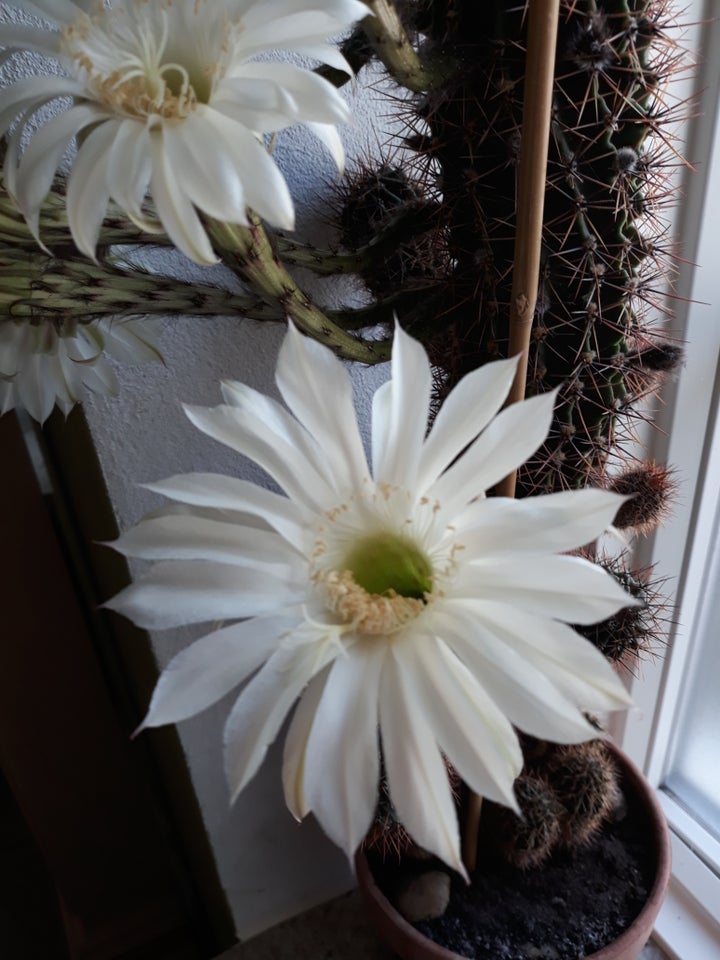 Kaktus, Echinopsis