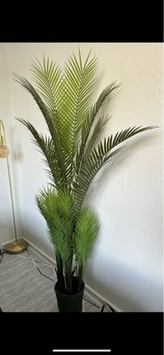 Plante, Fin plante til decoration 