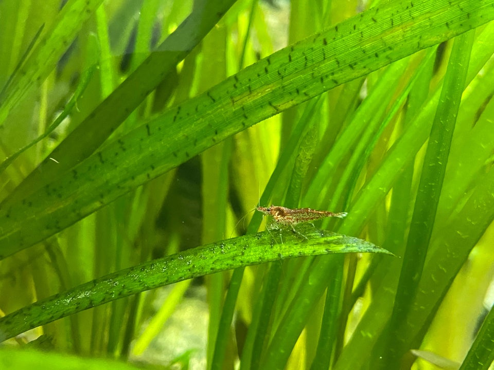 Neocaridina