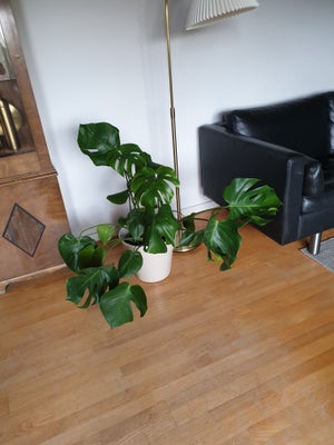 Fingerfilodendron, Monstera, Fin stor stueplante  Monstera (Fingerfilodendron) sælges incl. Metal po