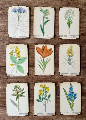 Micro blomstertavler, Mål: ca. 8x12,5

Motiverne på disse fine originale tavler fra 1880 er gengivet