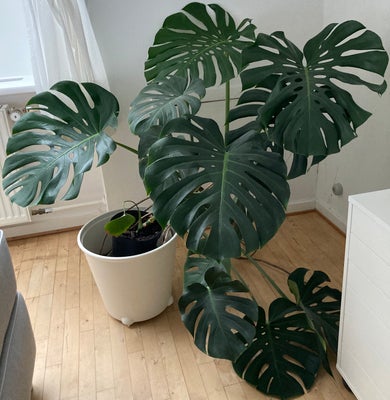 Monstera flot 