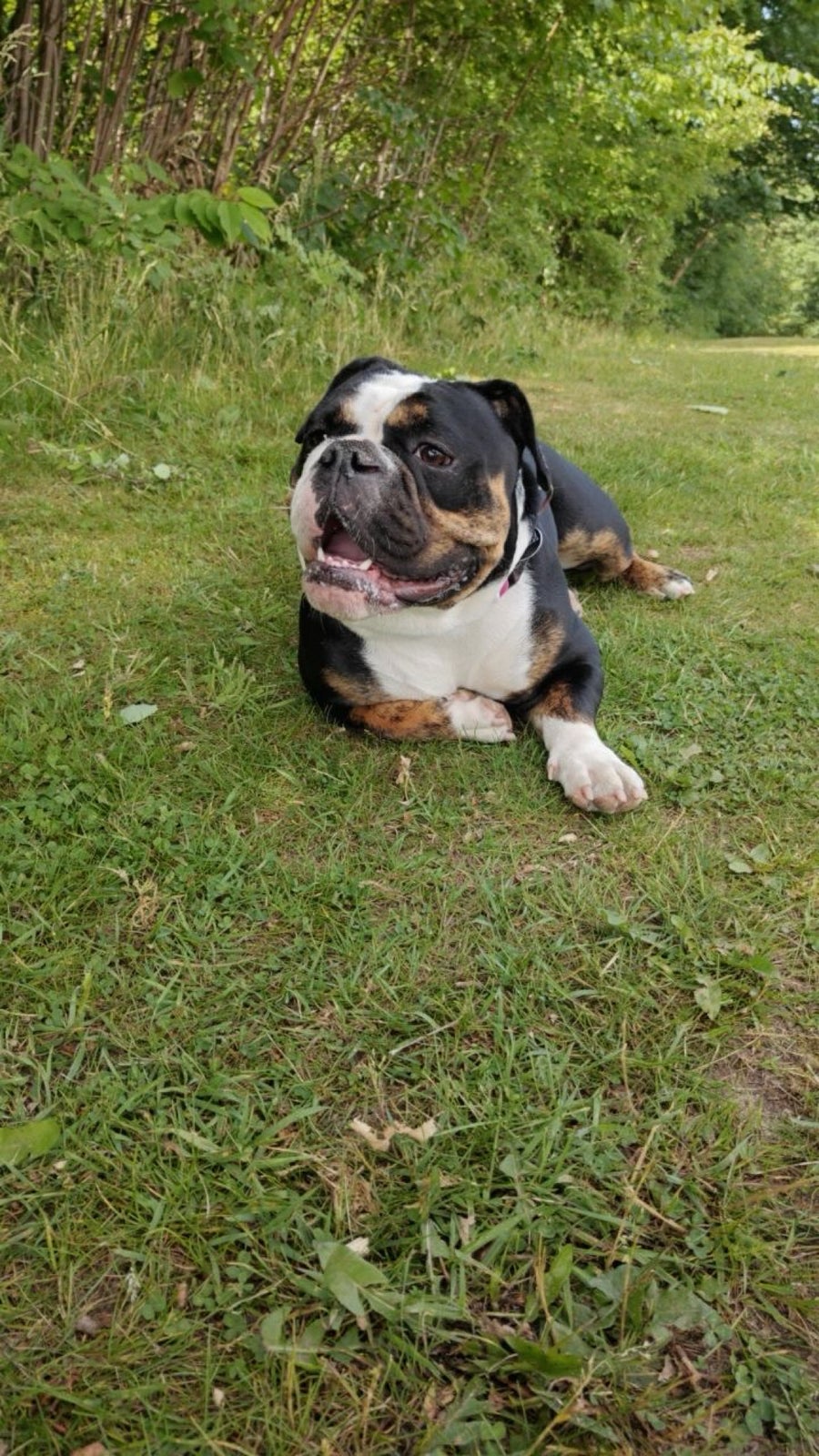 Old english bulldog, hund, 2 år