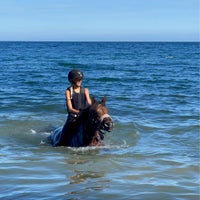Dansk Sports Pony (DSP), hoppe, 6 år