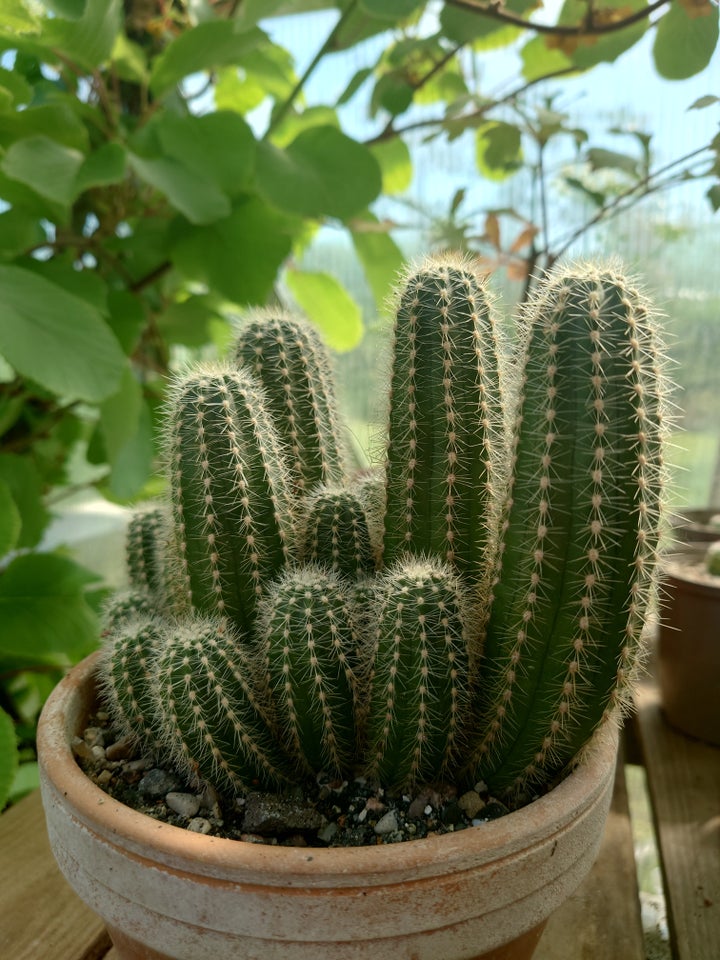 Kaktus, Trichocereus huascha