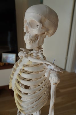 Andet, Skeletmodel, Eanatomi, Skeletmodel på 85 cm med høj detaljegrad og stativfod af egetræ.

Som 
