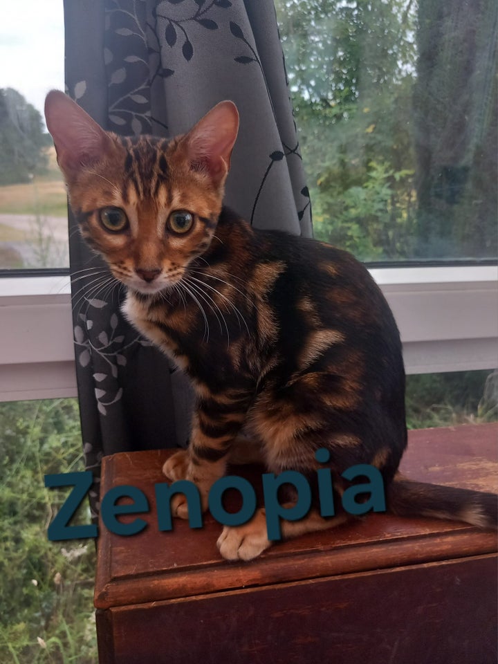 Bengal, flere killinger, 5 mdr.