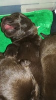 Labrador, flere hvalpe, 1 uge