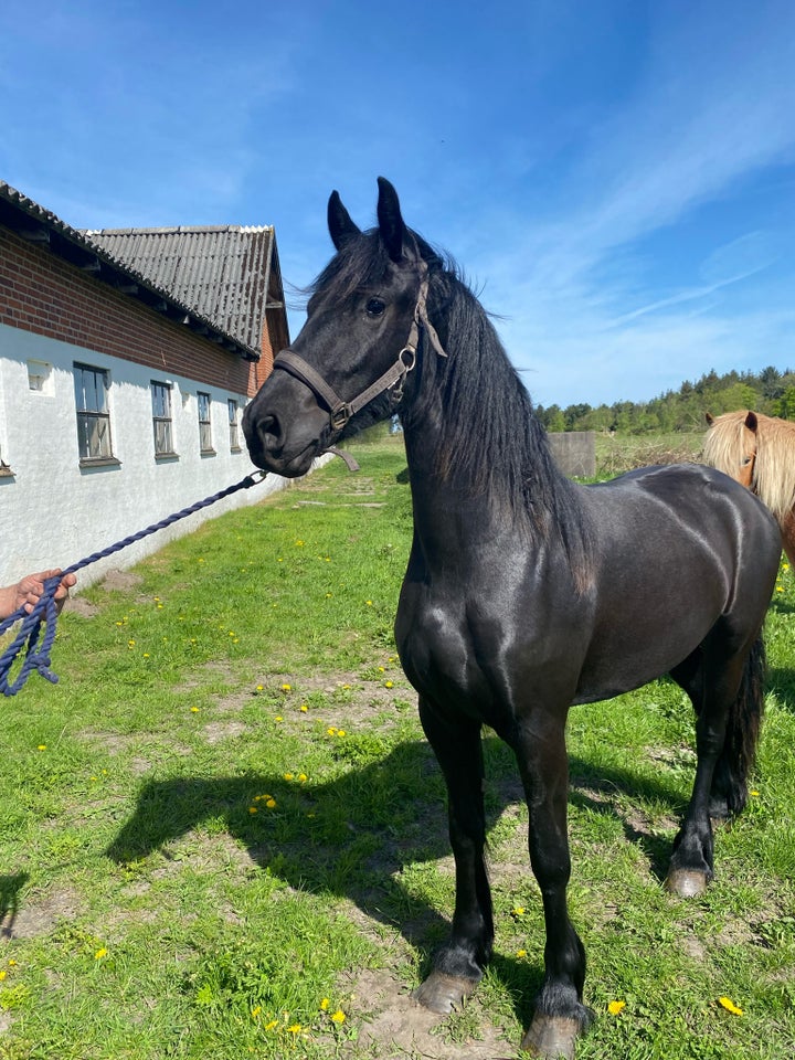 Frieser, hoppe, 2 år