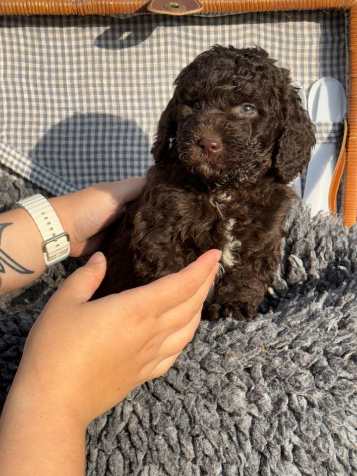 Labradoodle , hvalpe, 6 uger