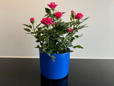 Blomster i krukker med indpakning, eks. som værtindegave.

Fast pris:
50 kr / blomst i krukke indpak