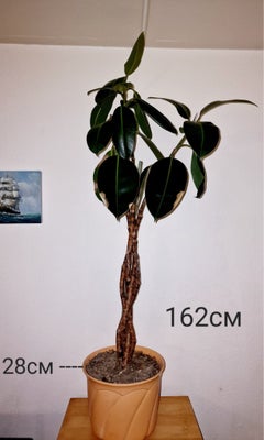3 forskellige plant, 3 forskellige plant, 3 forskellige plant
1. Gummi plant 1000kr
2. Monstera 800k