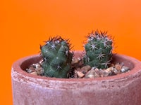 Kaktus, Ortegocactus macdougallii