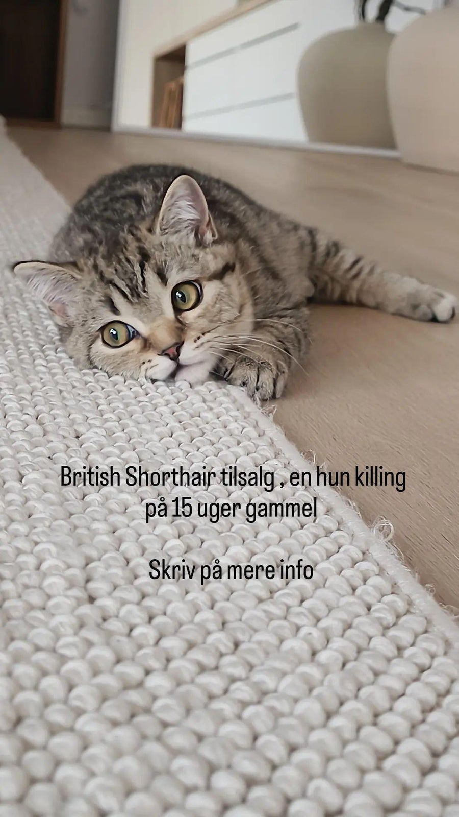 British Shorthair, hunkilling, 12 uger