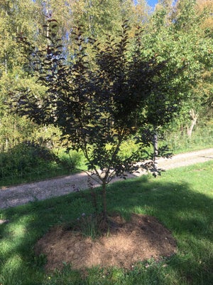 Frugttræer, Frugttræer

Alt er dyrket økologisk

Hyld Hyldebær 40-60 cm 40kr 100-300 cm fra 80kr

Ma