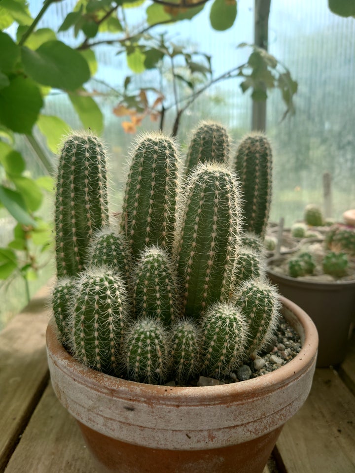 Kaktus, Trichocereus huascha