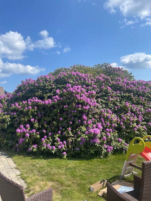 Rhododendron , lilla blomster