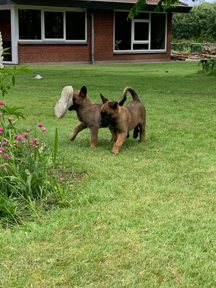 Malinois belgisk hyrdehund , hvalpe, 8 uger