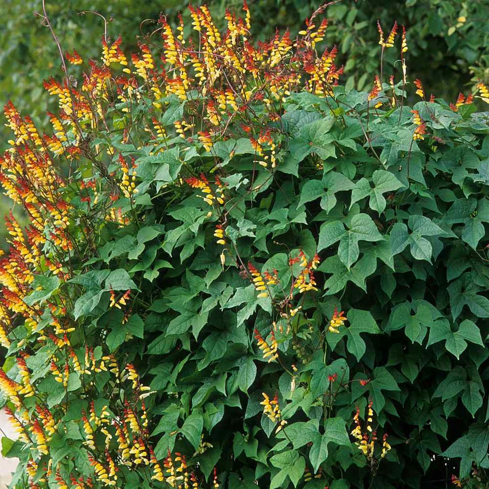 Firecracker *1642, frø, Mina Lobata