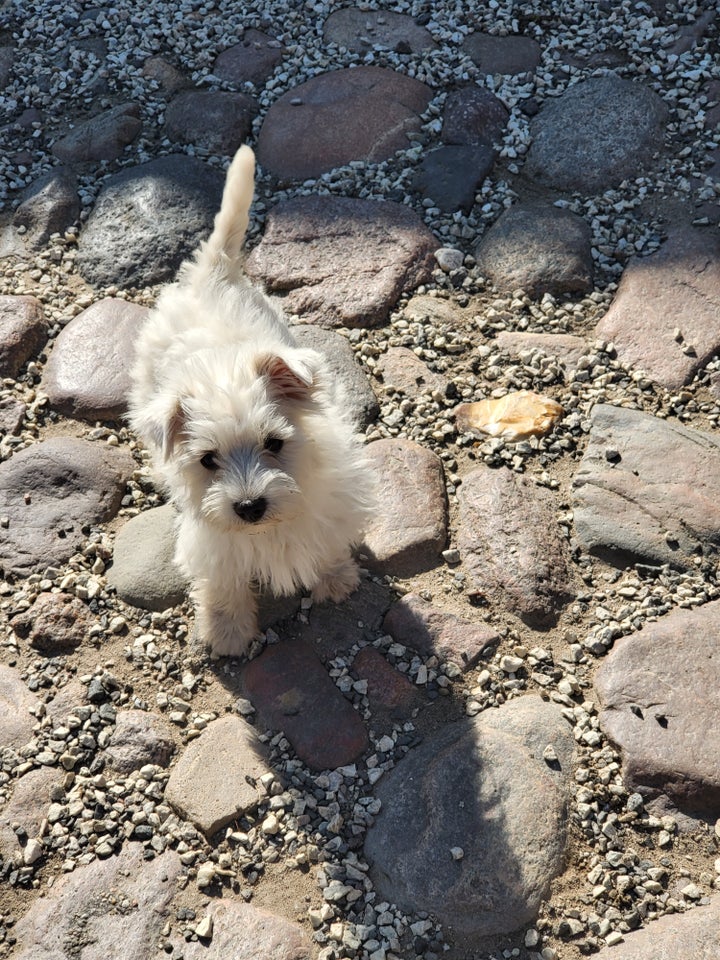 Westie. West highland white terrier blanding bich, hvalpe,