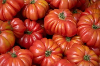 Tomat -bøf - Costoluto genovese - 10 frø, Tomat -bøf - Costoluto genovese - 10 frø
Denne sort går og