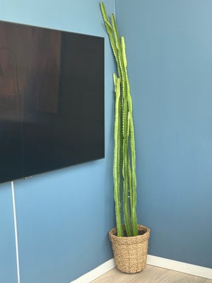 Kaktus, 170 cm høj.